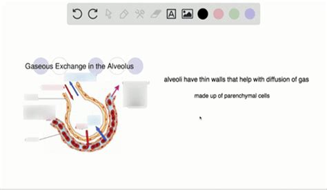 SOLVED:How does the structure of alveoli maximize gas exchange?