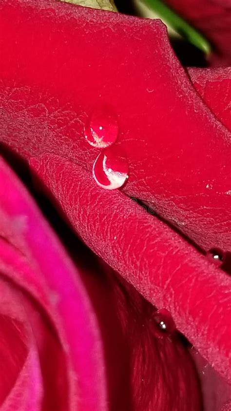 Fresh Rose Petal Flower Watering Stock Photo Image Of Food Plant