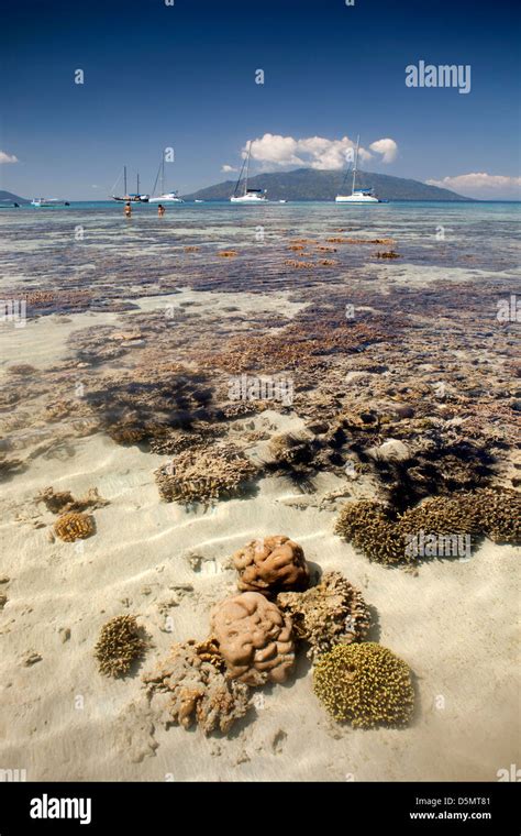 Madagascar Nosy Be Nosy Tanikely Island Coral Heads In Shallows Off