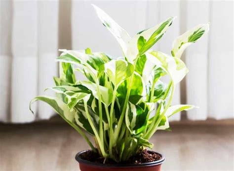 14 Stunning Indoor Plants for Clean Air