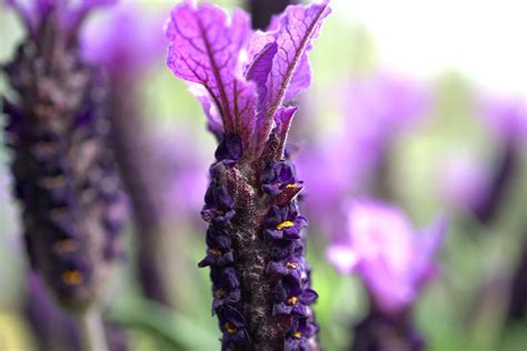 Lavender Bunga Mekar Foto Gratis Di Pixabay Pixabay