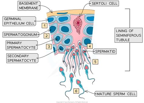 Skills Annotating Sexual Reproduction Diagrams 1147 Dp Ib Biology Hl Revision Notes 2016