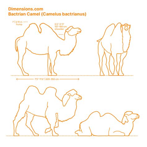 Dromedary Camel (Camelus dromedarius) Dimensions & Drawings | Dimensions.com