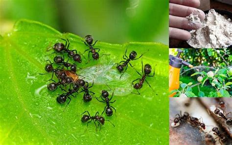 Formas Caseras De Combatir Las Hormigas De Jard N Y De Casa