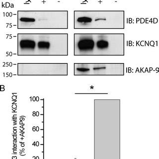 Akap Selectively Interacts With Pde D A Immunoprecipitation Ip