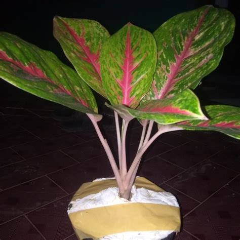 Jual Tanaman Hias Aglonema Big Papa Shopee Indonesia