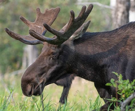 Maine Moose Hunting Season-Experience Guided Moose Hunts