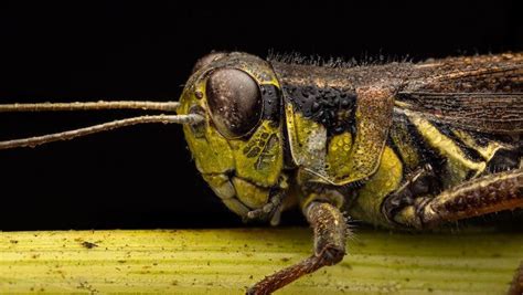 9 Tips For Beginner Insect Photography 42west