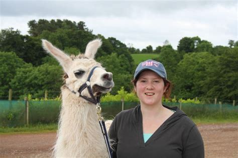 Llama Trekking @ The Jungle NI | Trekking, Llama, Animals