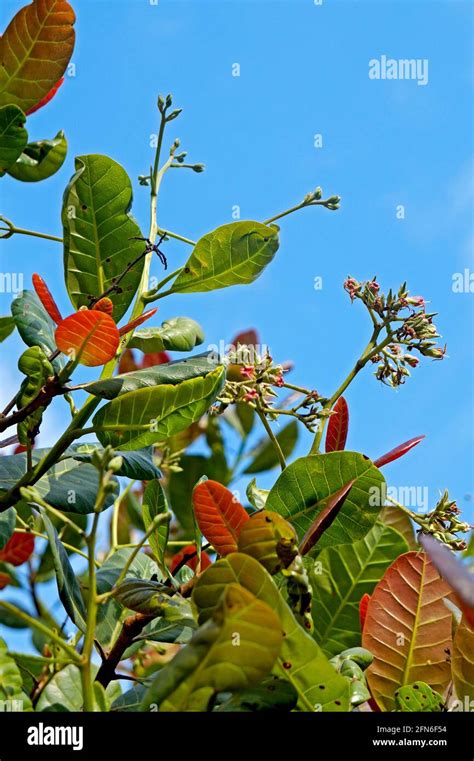 Leaves And Flowers Of Cashew Tree Anacardium Occidentale Stock Photo