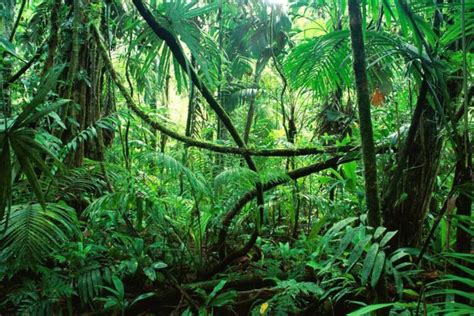 Todo Sobre La Selva Seca Caracter Sticas Clima Flora Fauna Y M S