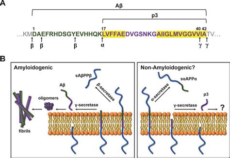 Is The P3 Peptide Aβ17 40 Aβ17 42 Relevant To The Pathology Of