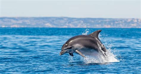 Why Are Dolphins Guarding A Russian Naval Base