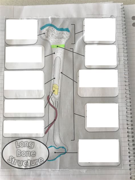 Long Bone Structure Diagram Quizlet