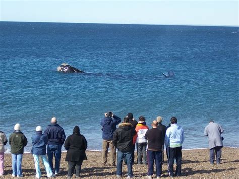 Temporada de ballenas y cuáles son las mejores opciones de avistaje en