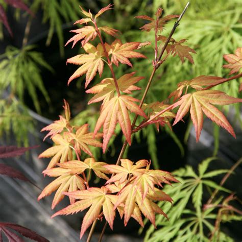 Acer Palmatum Orange Dream