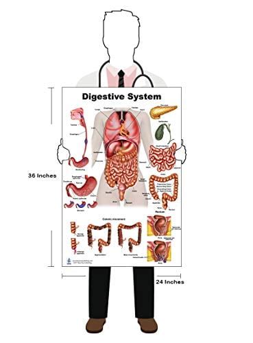 Blue Tree Publishing Anatomy Of The Digestive System And Colon Model