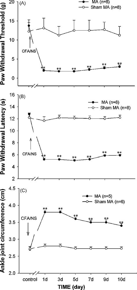 Unilateral Intra Articular Injection Of Complete Freund S Adjuvant