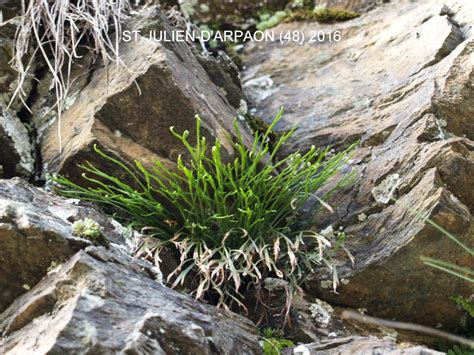 Asplenium Septentrionale Naturescene