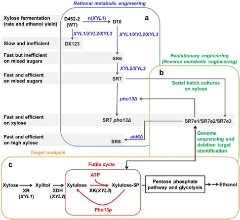 Summary Of Metabolic Engineering Strategies Used In This Study To