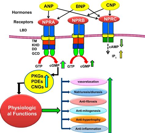 Molecular And Genetic Aspects Of Guanylyl Cyclase Natriuretic Peptide