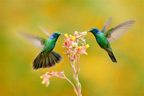 Rare Moments With Hummingbirds A Treasure Trove For Birdwatchers