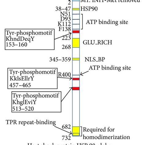 Phosphotyrosine sites, tyrosine kinase phosphorylation motifs, and ...