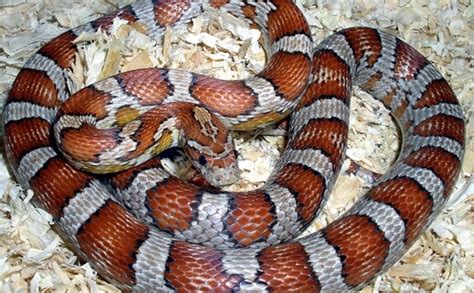 30+ Beautiful Corn Snake Morphs & Colors (With Pictures)