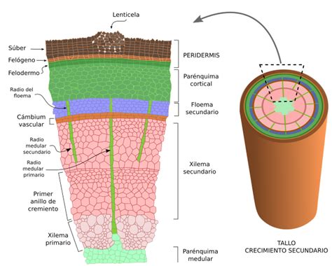 Diagrama De Gimnospermas Pinus