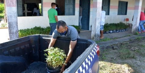 Secretaria De Agricultura Distribui Mudas De Mandioca Para Agricultores