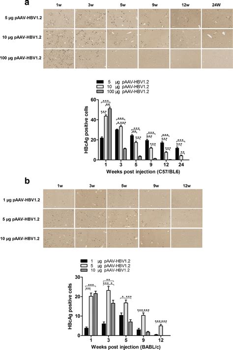 HBcAg Expression In Liver Of The C57 BL6 And BALB C Mice After HI With