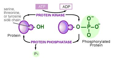 Phosphorylation Reaction Mechanism