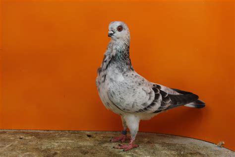 İtalian Owl Pigeons Cravattato Italiano Pigeontype