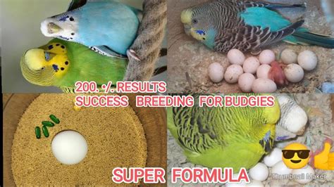 Breeding Formule Budgies Finches Love Birds All The Birds