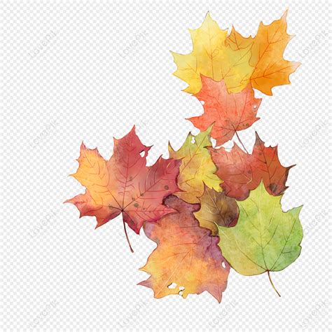 Watercolor Autumn Red Maple Leaves PNG Transparent And Clipart Image ...