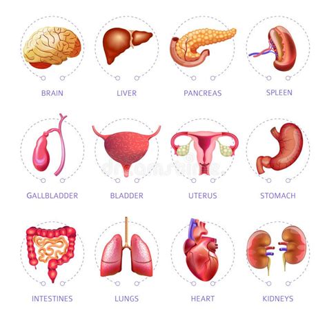 Lbumes Foto Imagen De Los Rganos Del Cuerpo Actualizar Dino