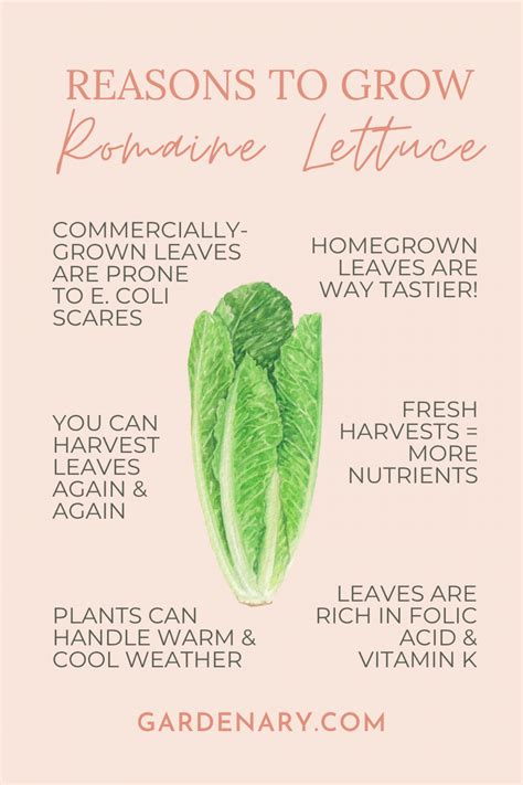 Romaine Lettuce Container How To Store Lettuce
