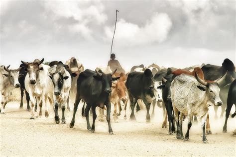 Zebu African Cattle - Livestock Cattle