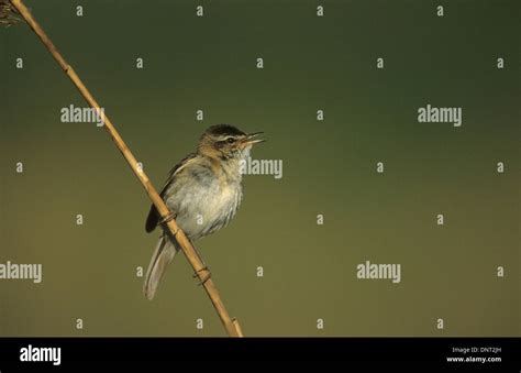 Sedge Warbler Acrocephalus Schoenobaenus Adult Male Singing Marshside