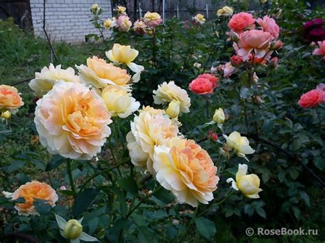 Роза Молинью Фото И Описание – Telegraph