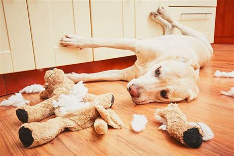 70 Dog Tearing House Stock Photos Pictures And Royalty Free Images Istock