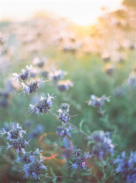 Desert Wildflowers Chia Salvia Columbariae — Gaby J Photography