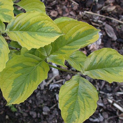 Cornus Florida Rainbow Houtmeyers Plantencentrum En Boomkwekerij