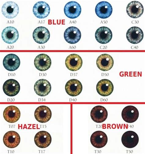 Pin By Glenda On Eye Color Chart In 2023 Eye Color Chart Cat Eye Colors Color Magic