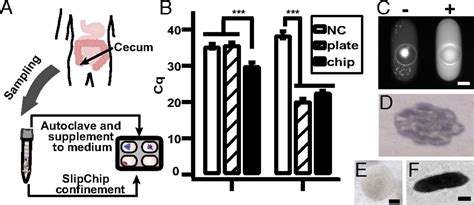 Gene Targeted Microfluidic Cultivation Validated By Isolation Of A Gut