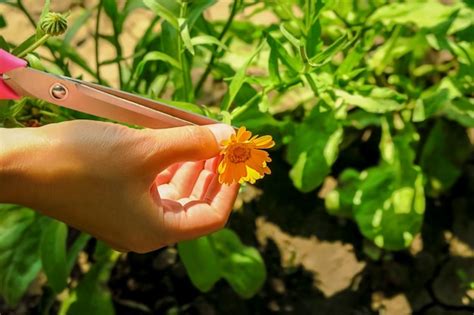 Uma Mulher Coleta Cal Ndula De Plantas Medicinais Para Colheita Flores