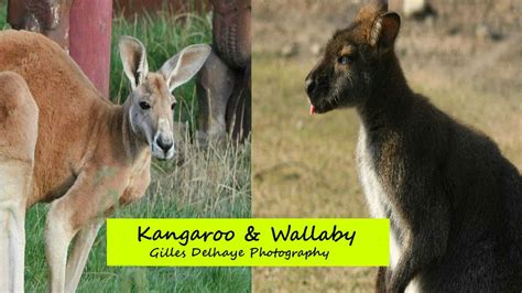 Wallaby And Kangaroo Difference