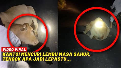 KANTOI MENCURI LEMBU MASA SAHUR TENGOK APA JADI LEPASTU YouTube