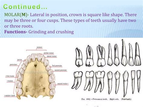 Human dentition | PPT