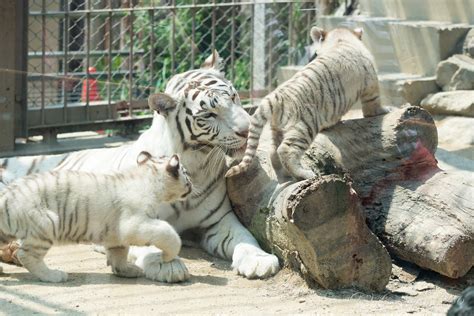 東武動物公園 ホワイトタイガー Genjapan1986 Flickr